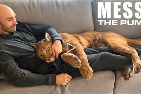 Messi The Puma is a Big Ol’ House Cat