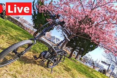 Tokyo LIVE Cherry Blossom Hunting