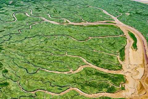 Land-Building Marsh Plants are Champions of Carbon Capture