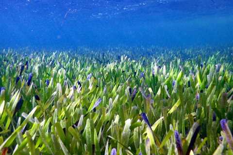World’s Largest Organism Discovered Underwater