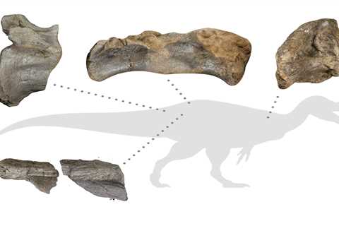 Archaeologists May Have Found The Remains of Europe’s Largest Ever Land Predator