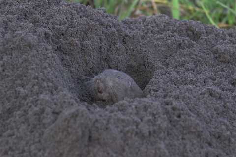 Are Pocket Gophers Underground Farmers?