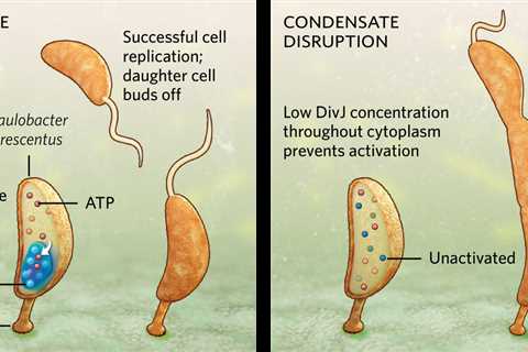 How a Bacterium Manages to Reproduce During Famine