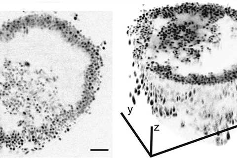 Inside Versus Out: A New Form of Bacterial Cooperation