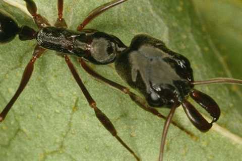 Trap-Jaw Ants Risk Blowing Themselves Apart When They Hunt. Here’s Why They Don’t