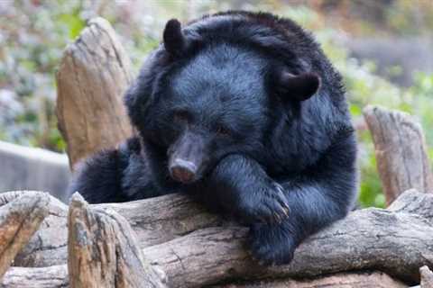 Hibernating Bears Have a Secret Superpower Hiding in Their Blood