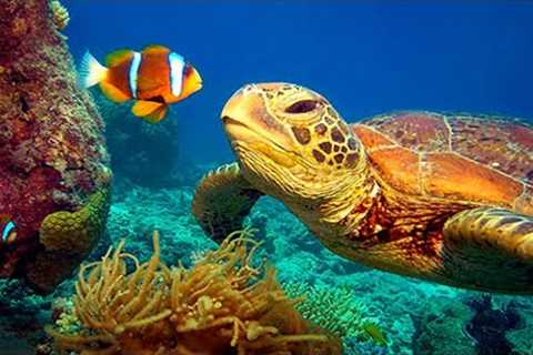 11 HOURS Stunning 4K Underwater footage + Music | Nature Relaxation™ Rare & Colorful Sea Life..
