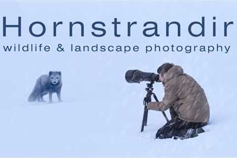 I Got to Shoot Wildlife & Landscape Photography in Hornstrandir Nature Reserve