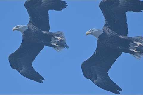 SWFL Eagles-M15 Delivers A Fish To The Eaglets! Aerial Maneuvers! #eagle #baldeagle #m15 #trsp #swfl