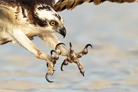 Amazing Osprey Photography -  Wildlife Photography with the Sony A1 600f4