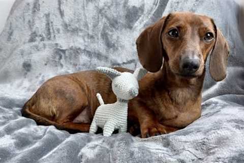 Making a dog toy for our mini dachshund