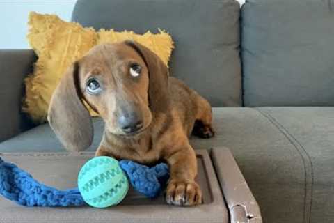 Mini dachshund side eye compilation