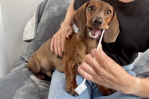 How to brush a mini dachshund''s teeth