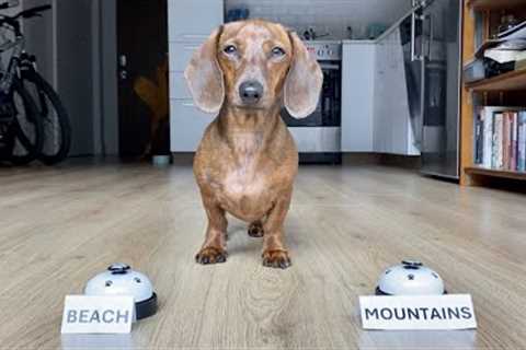 Mini dachshund picks our next vacation