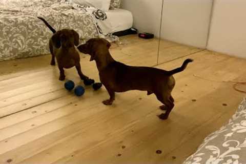 Mini dachshund sees himself in the mirror