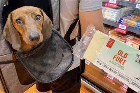 Mini dachshund goes on a cheese run!