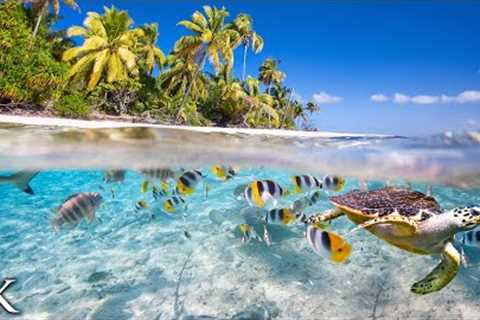 11 HOURS Stunning 4K Underwater footage + Music | Tahiti Reef Relaxation  Ambient Nature Film