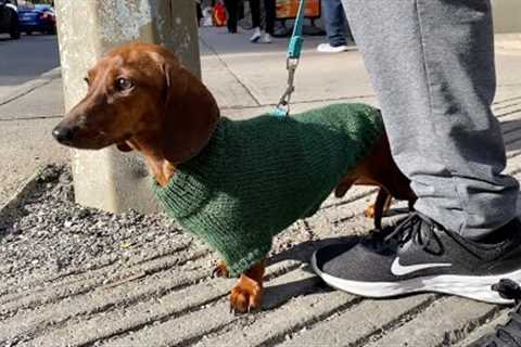 Mini dachshund''s 1st handmade dog sweater of the season!
