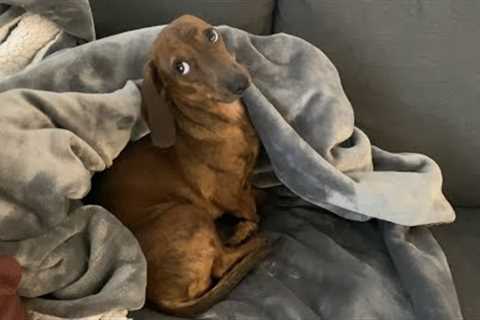 Mini dachshund tucks himself into bed