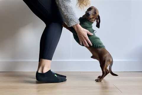 How to put on a dog sweater