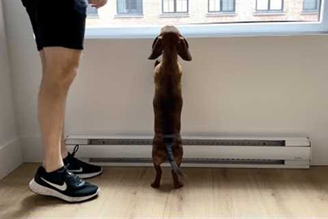 Mini dachshund checks out his new apartment