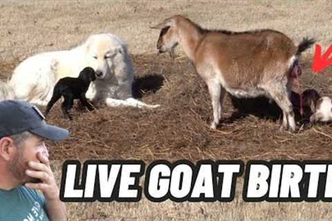 GUARD DOG PROTECTING MOMMA GOAT DURING LIVE BIRTH CAUGHT ON CAMERA