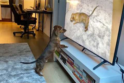 Mini dachshund watches himself on TV