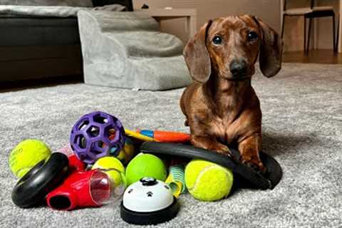 Mini dachshund picks his favorite dog toy