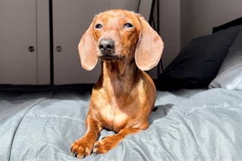 Mini dachshund helps make the bed