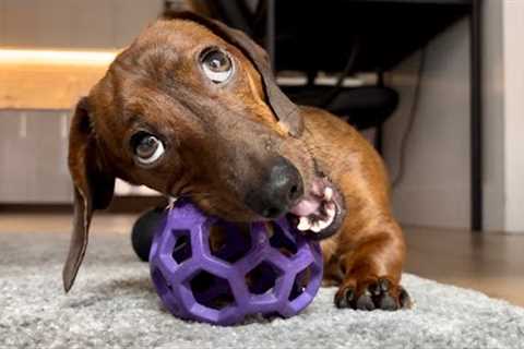 Mini dachshund picks his favorite ball