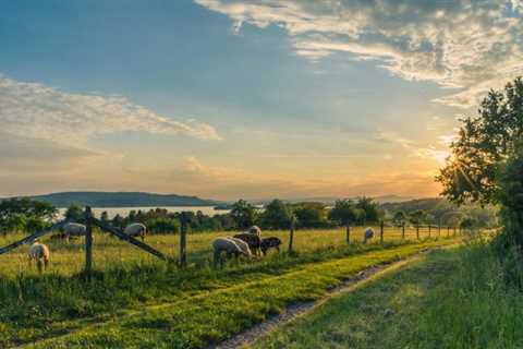 Lightstar Renewables pilots agrivoltaic solar project on New York farmland