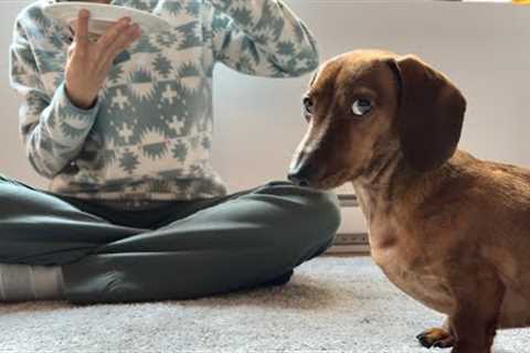 Doing everything on a mini dachshund''s level