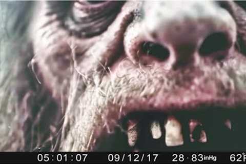 Most Disturbing Camping Encounters Caught on Trail Cam