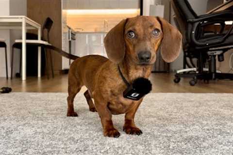 Mini dachshund gets mic''d up!