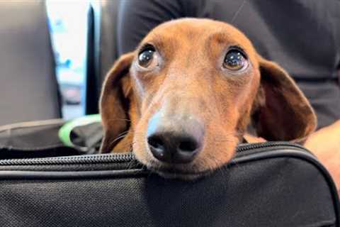 Mini dachshund gets ready for vacation!✈️