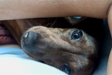 How mini dachshund shows he wants something