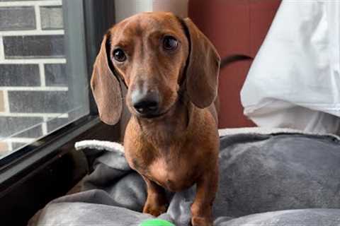 Mini dachshund''s new morning routine