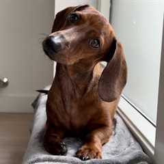 Mini dachshund''s unusual sleeping spots