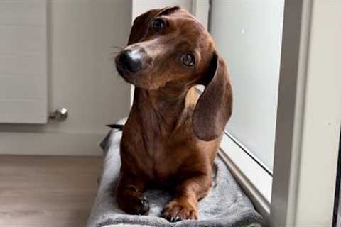 Mini dachshund''s unusual sleeping spots