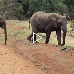 Elephants in Maasa Mara, Kenya