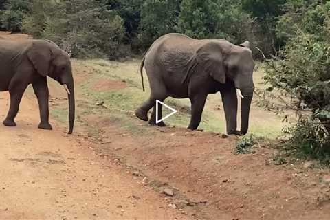 Elephants in Maasa Mara, Kenya