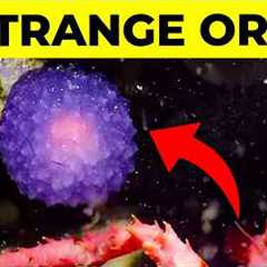 25 Biggest Ocean Mysteries Scientists Can''t Explain