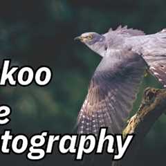Cuckoo Hide - Leeds Wildlife Photography Hide