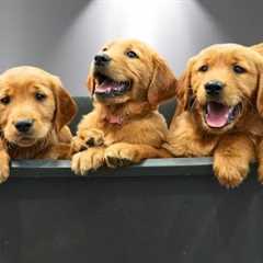Bathing 9 Golden Retriever Puppies for the First Time: PURE CHAOS 🐶🥹