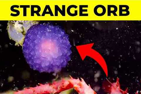 25 Biggest Ocean Mysteries Scientists Can''t Explain
