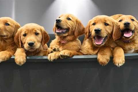 Bathing 9 Golden Retriever Puppies for the First Time: PURE CHAOS 🐶🥹