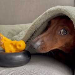 Mini dachshund''s reaction to being woken with his toys