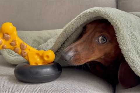 Mini dachshund''s reaction to being woken with his toys