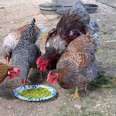 Chicken Salsa... Yes, It''s a Thing!