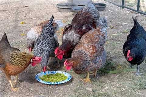 Chicken Salsa... Yes, It''s a Thing!